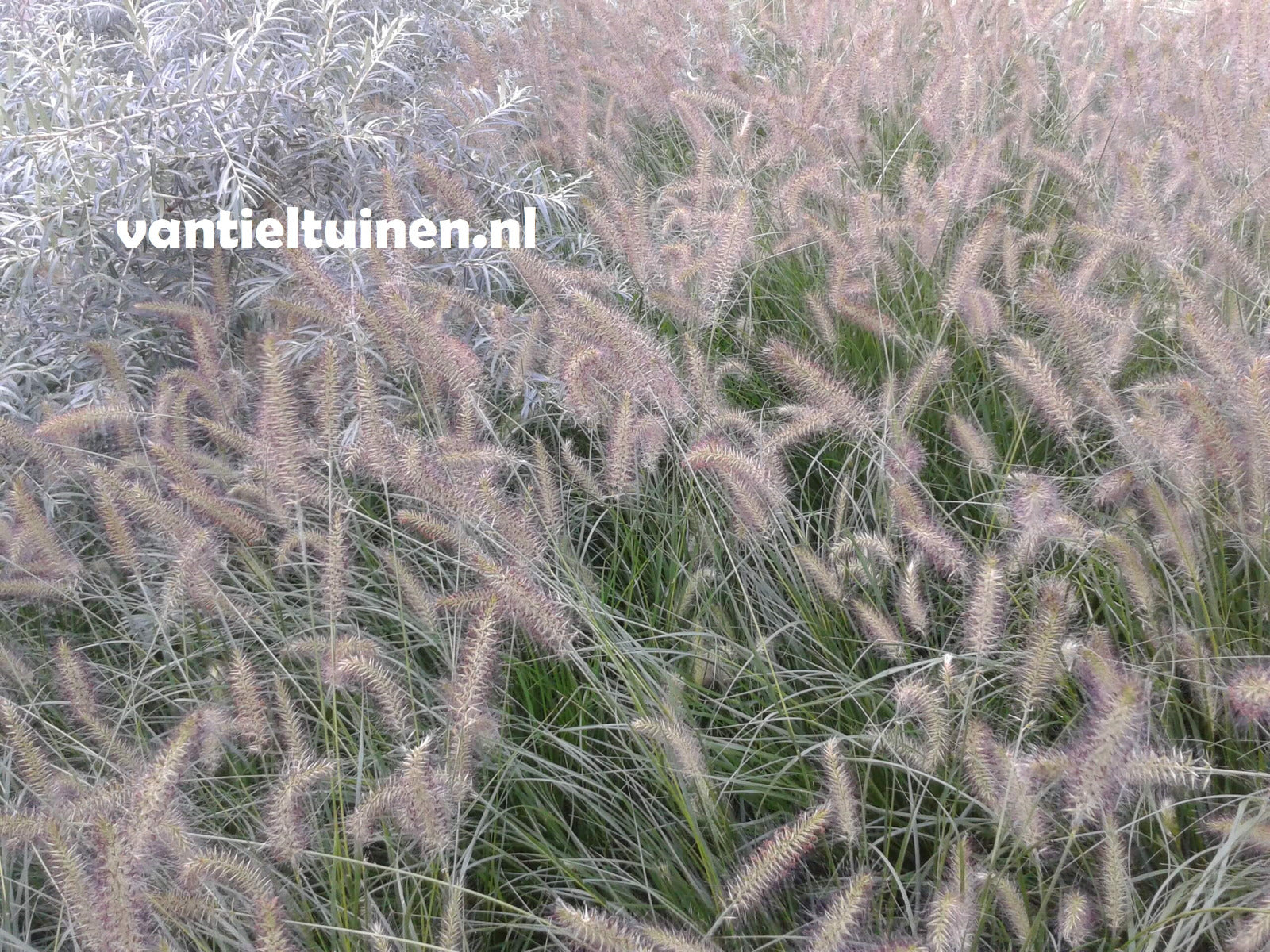 Pennisetum Hameln, Lampenpoetsersgras