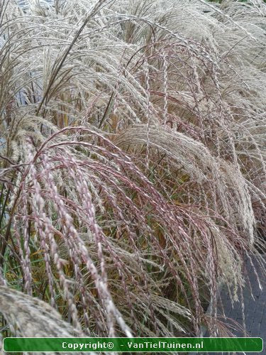 Miscanthus sinensis 'Gracillimus' Prachtriet