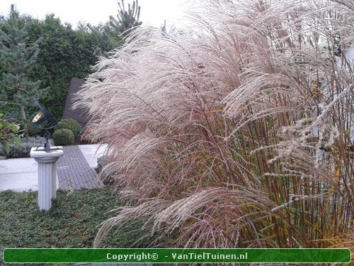 Miscanthus sinensis 'Gracillimus' Prachtriet