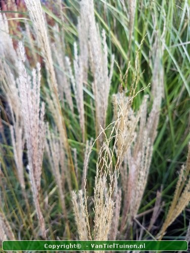 Miscanthus Ferner Osten Prachtriet