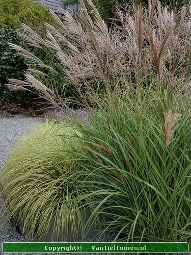 Miscanthus Ferner Osten Prachtriet