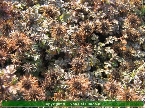 Acaena microphylla 'Kupferteppich Stekelnootje