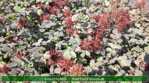 Acaena microphylla 'Kupferteppich Stekelnootje