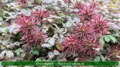 Acaena microphylla 'Kupferteppich Stekelnootje