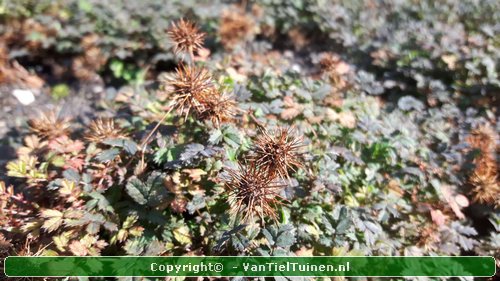 Acaena microphylla 'Kupferteppich Stekelnootje