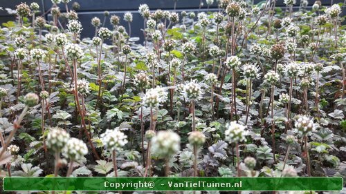 Acaena microphylla 'Kupferteppich Stekelnootje