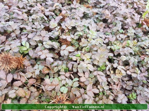 Acaena microphylla 'Kupferteppich Stekelnootje