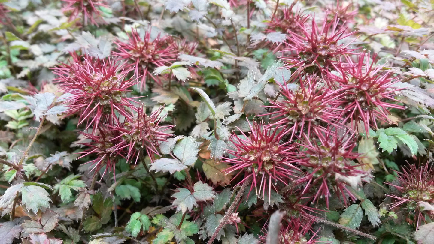 Acaena microphylla 'Kupferteppich Stekelnootje