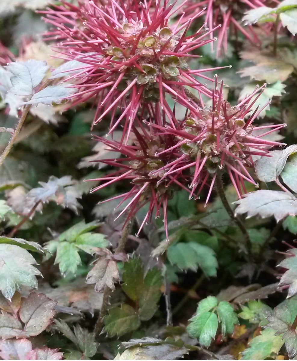 Acaena microphylla 'Kupferteppich Stekelnootje-14