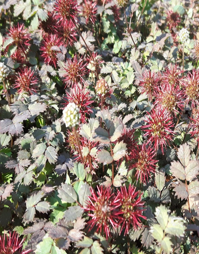 Acaena microphylla 'Kupferteppich Stekelnootje-16