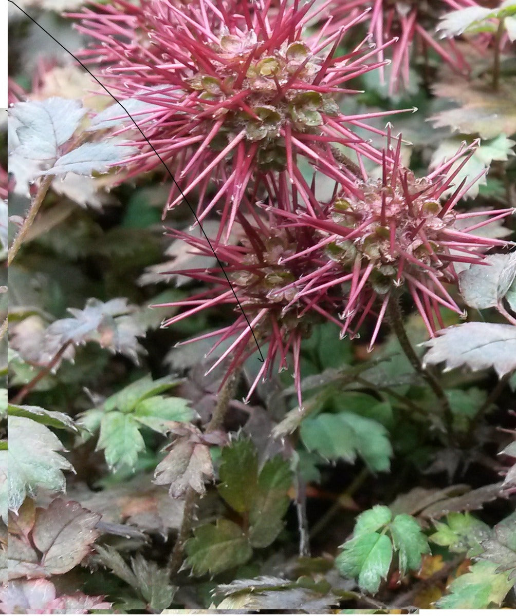 Acaena microphylla 'Kupferteppich Stekelnootje-17