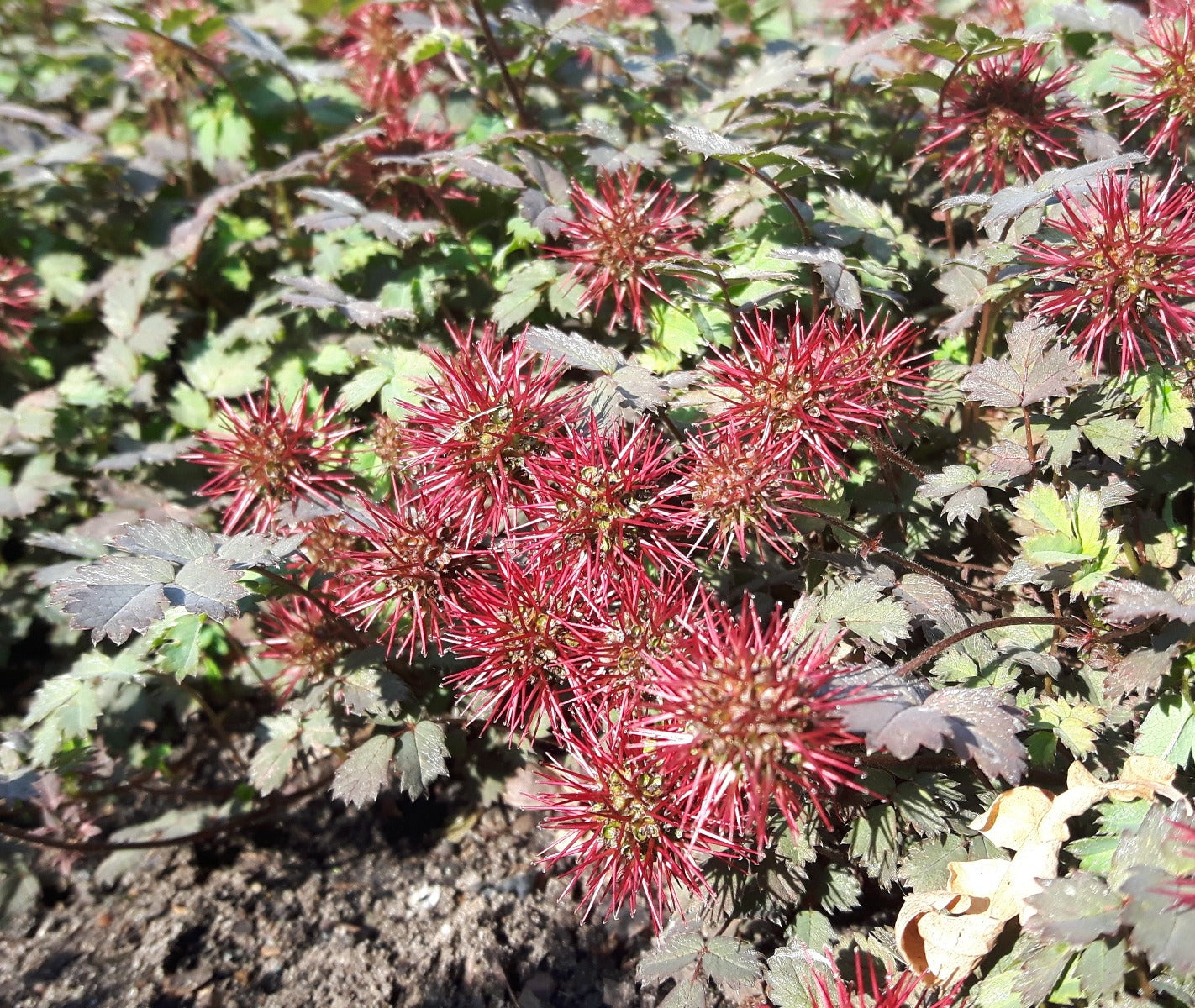 Acaena microphylla 'Kupferteppich Stekelnootje