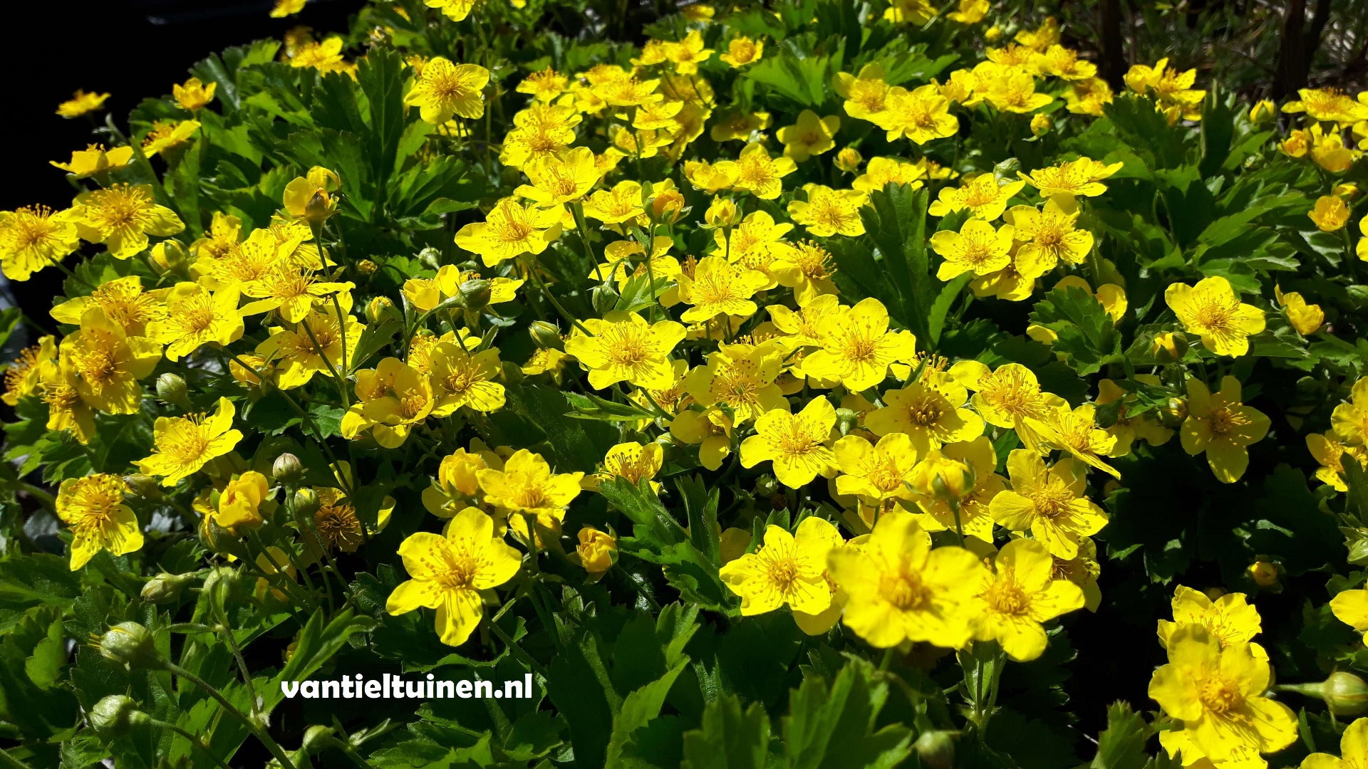 Waldsteinia ternata Goudaardbei