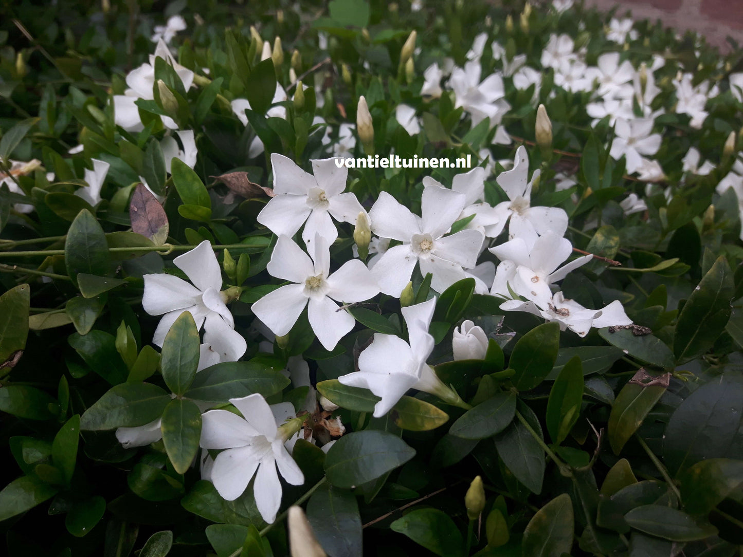 vinca gertrude jekyll