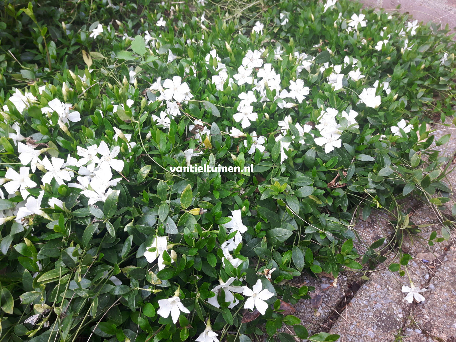 vinca gertrude jekyll