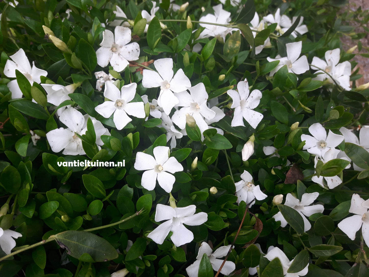 vinca gertrude jekyll