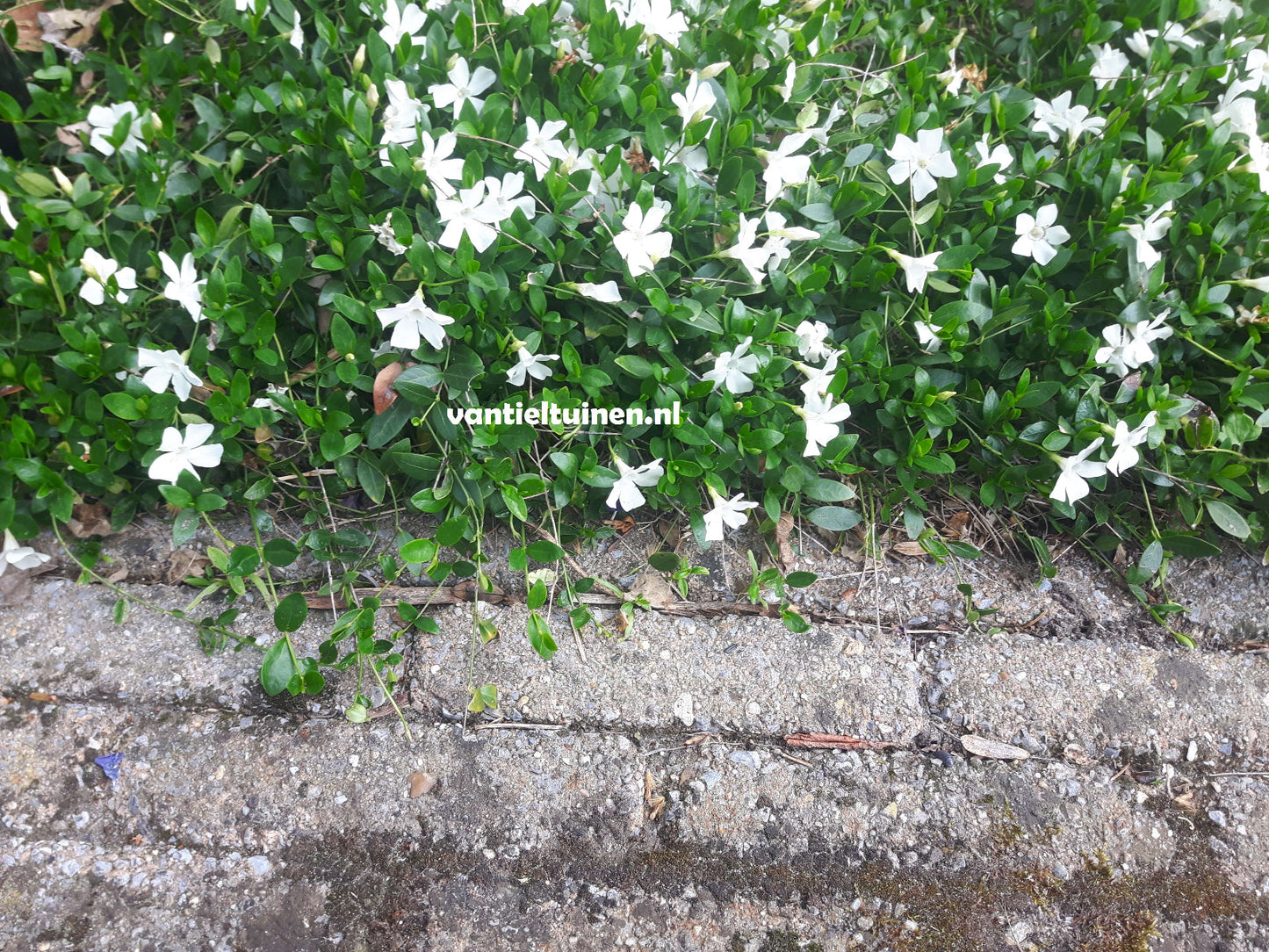 vinca gertrude jekyll