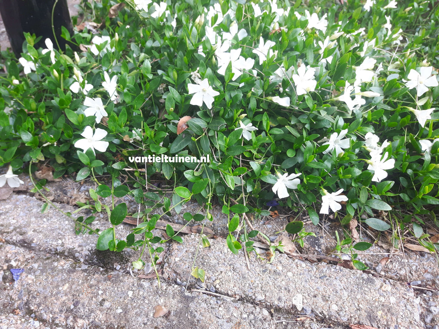 vinca gertrude jekyll