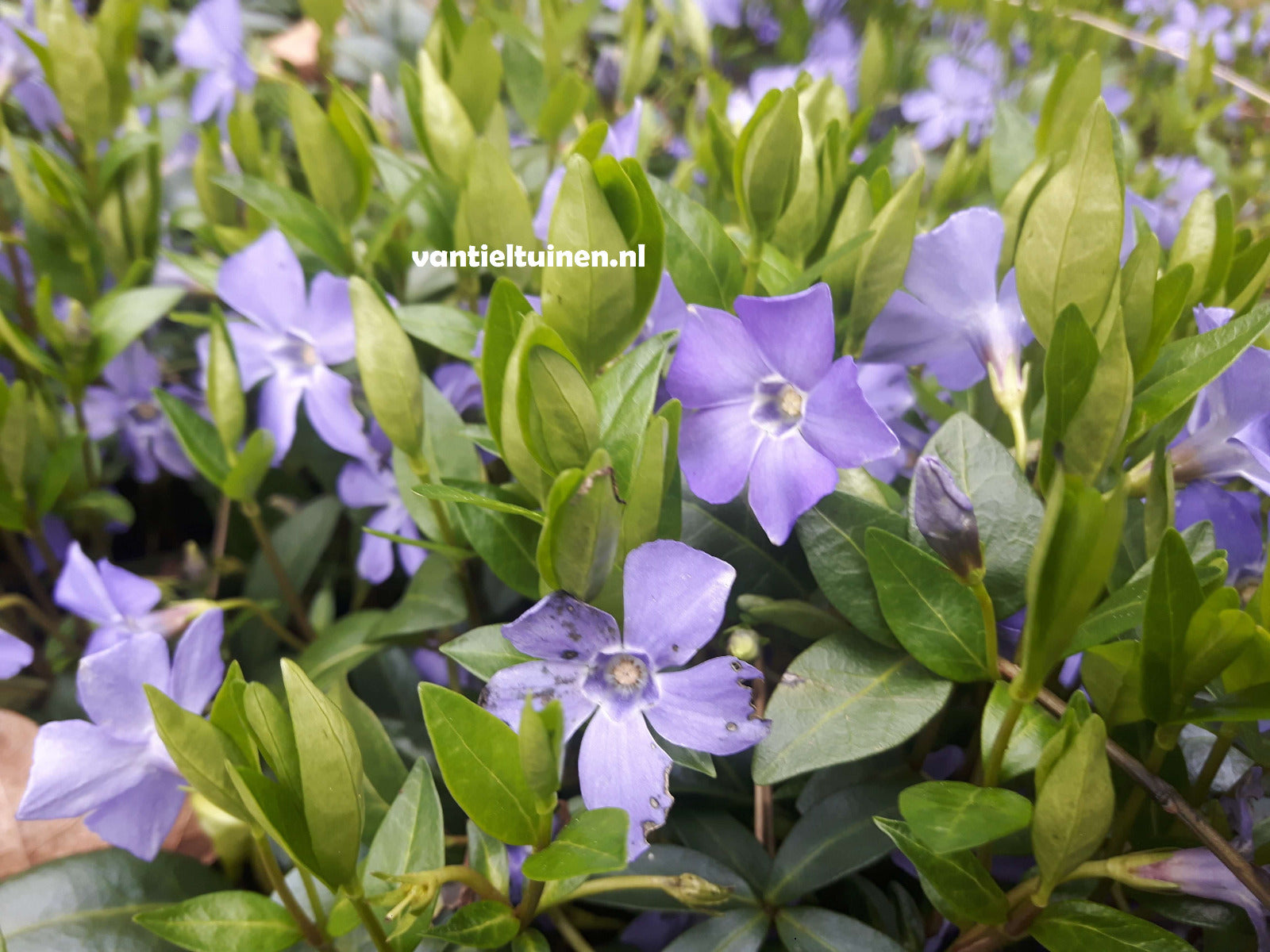 Vinca minor Blauwe Maagdenpalm