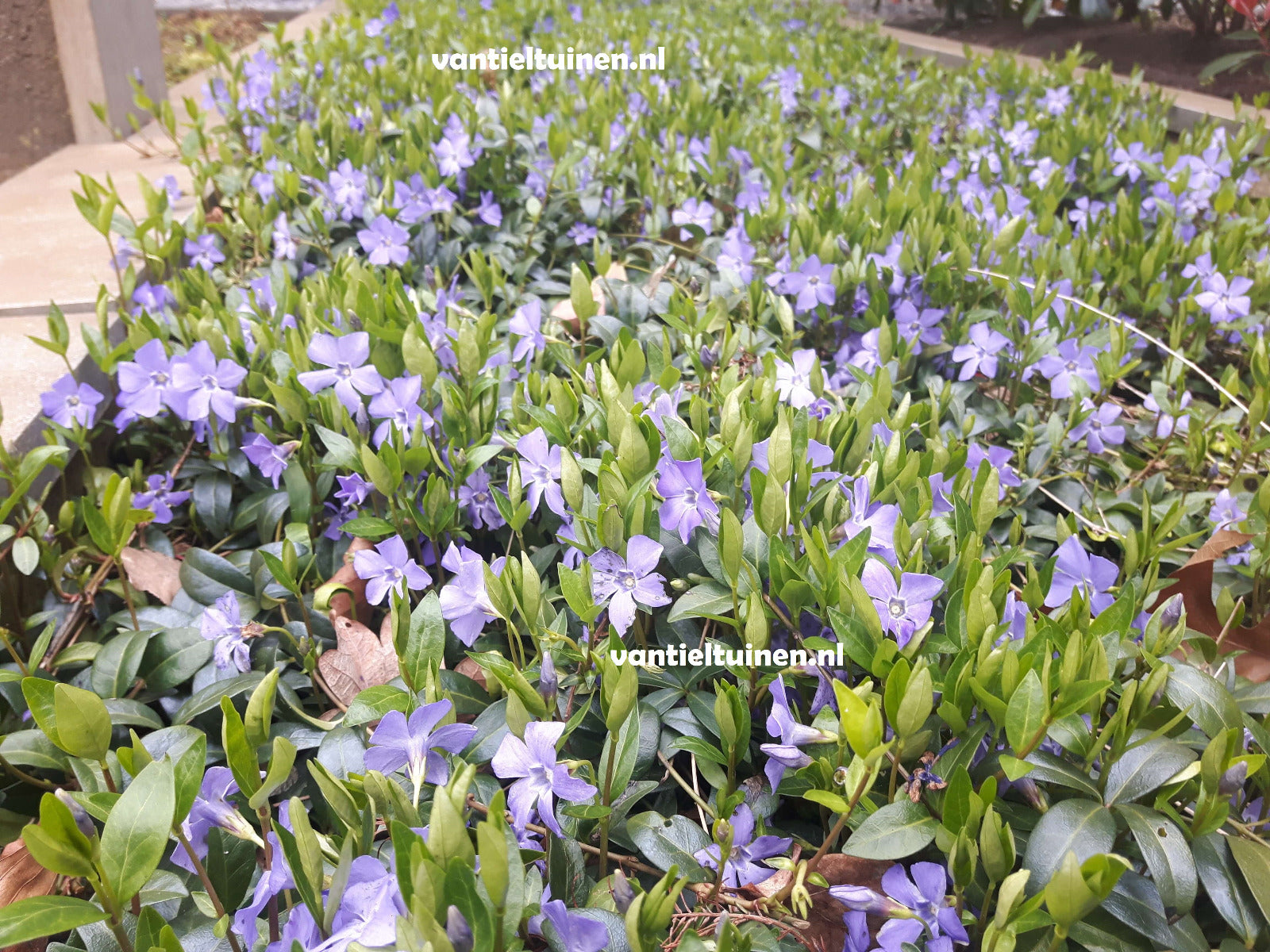 Vinca minor Blauwe Maagdenpalm