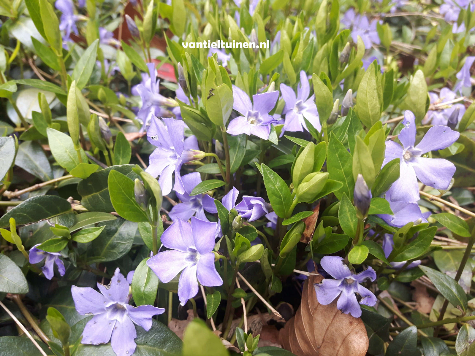 Vinca minor Blauwe Maagdenpalm