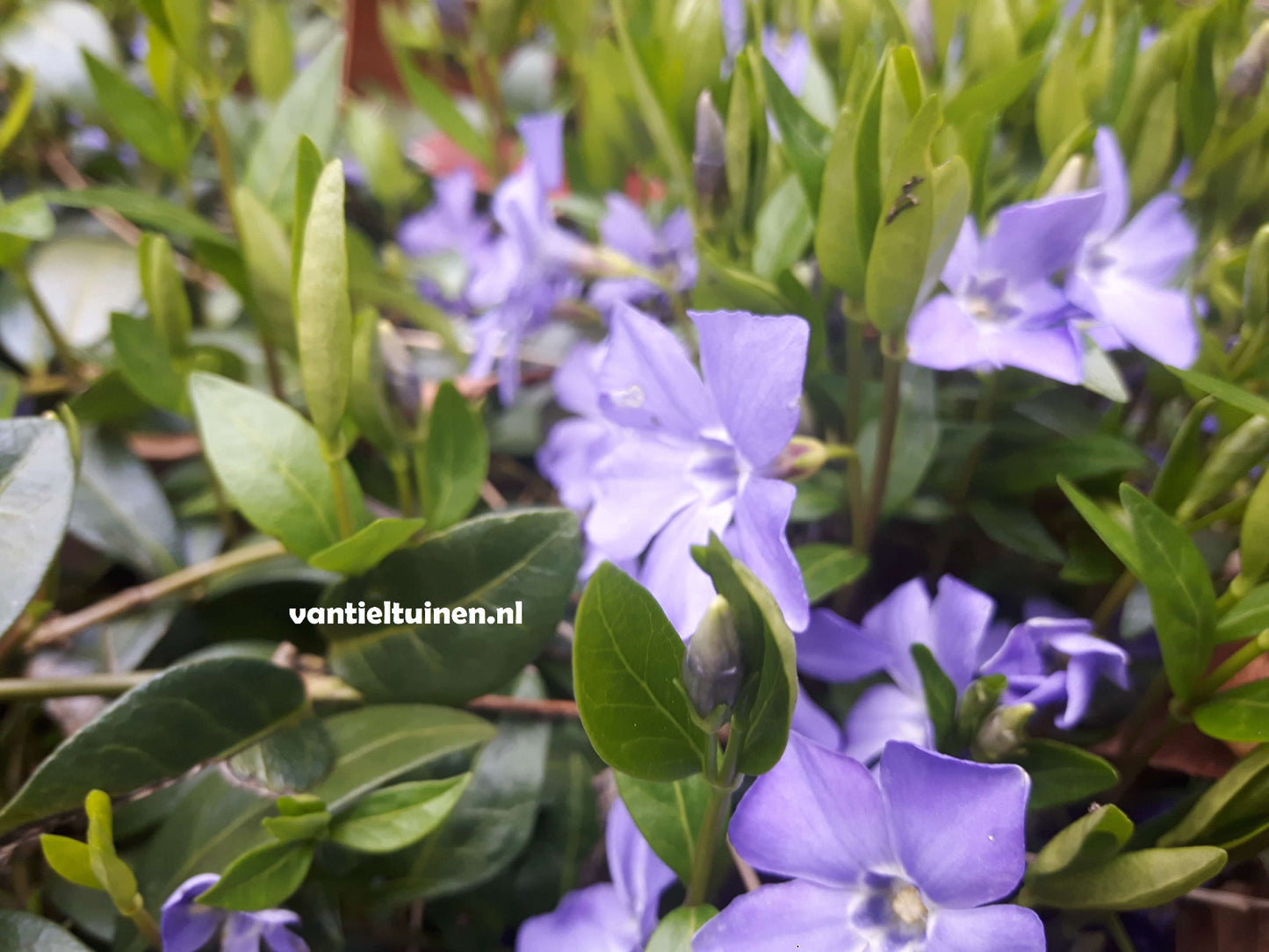 Vinca minor Blauwe Maagdenpalm