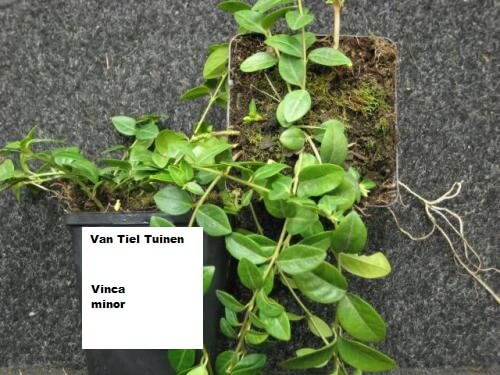 Vinca minor Blauwe Maagdenpalm