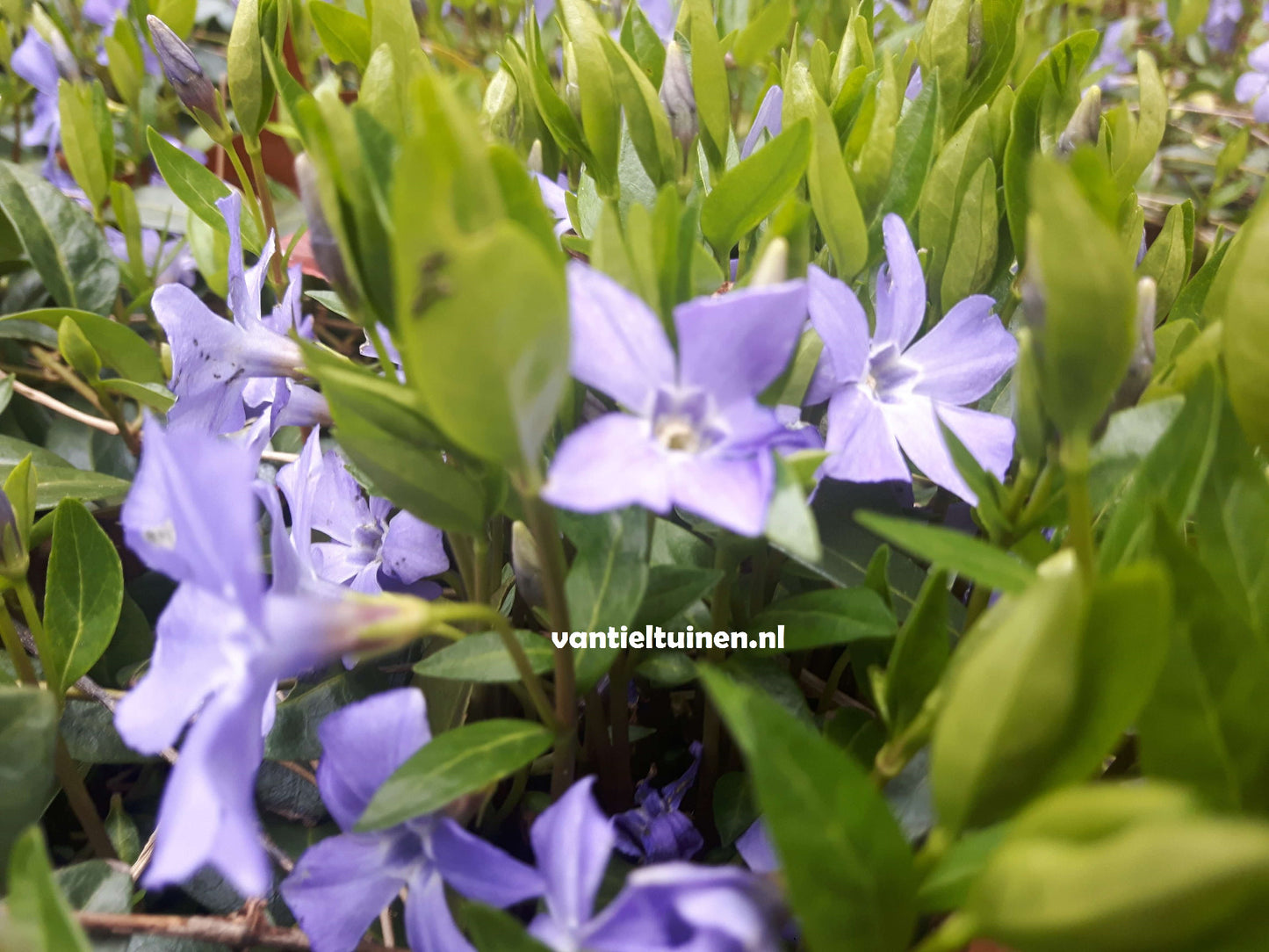 Vinca minor Blauwe Maagdenpalm