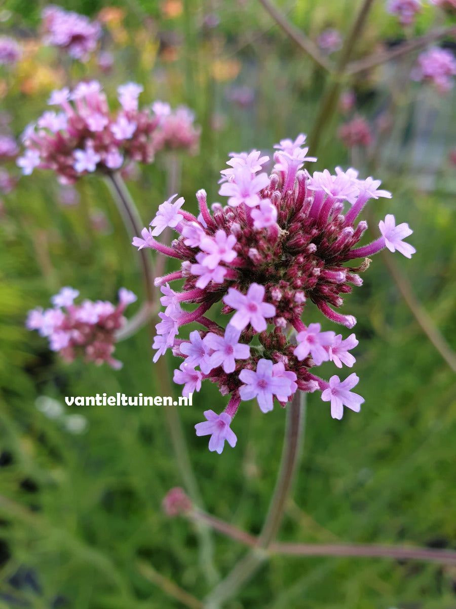 Verbena bonariensis ijzerhard