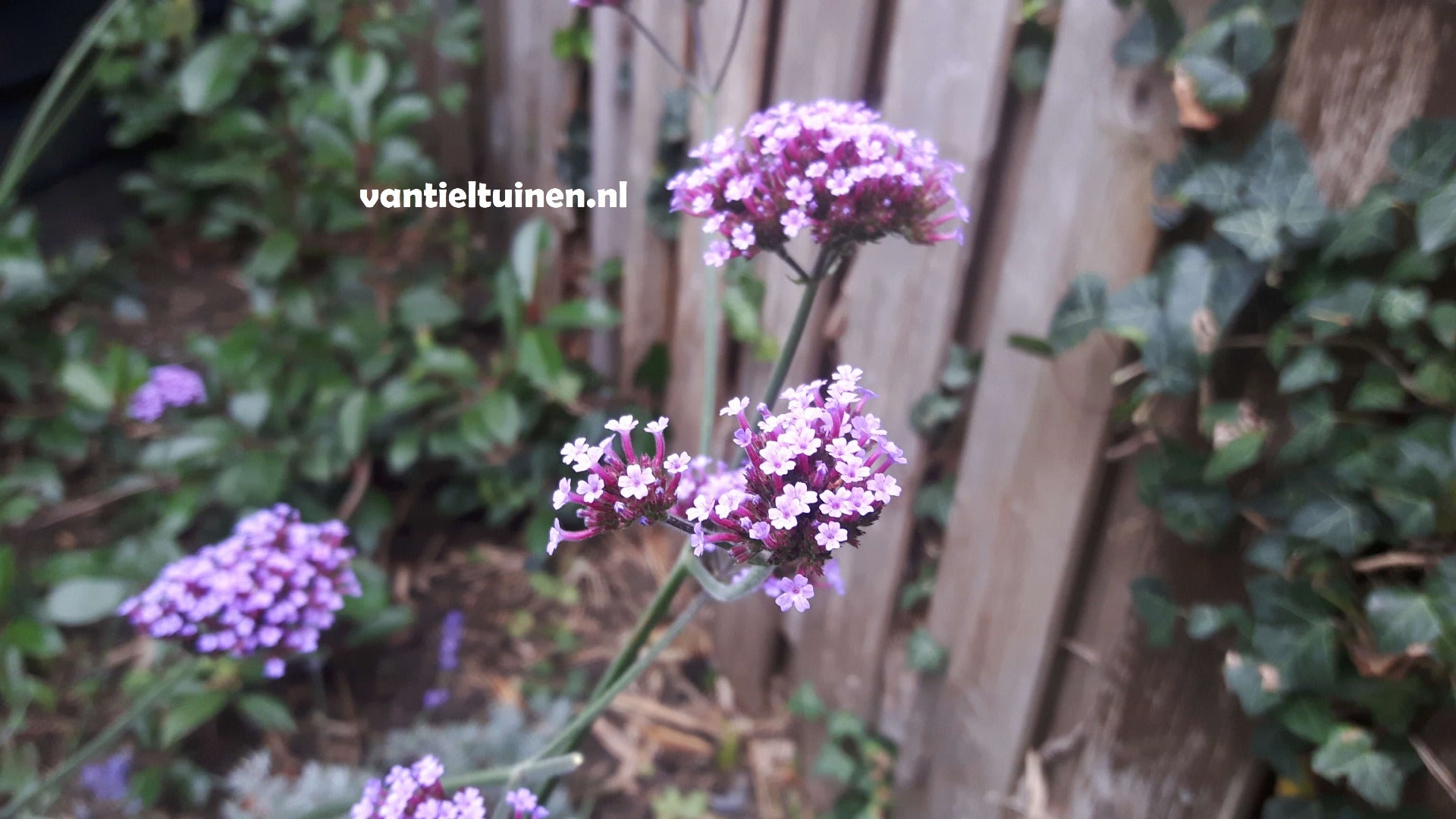 Verbena bonariensis ijzerhard