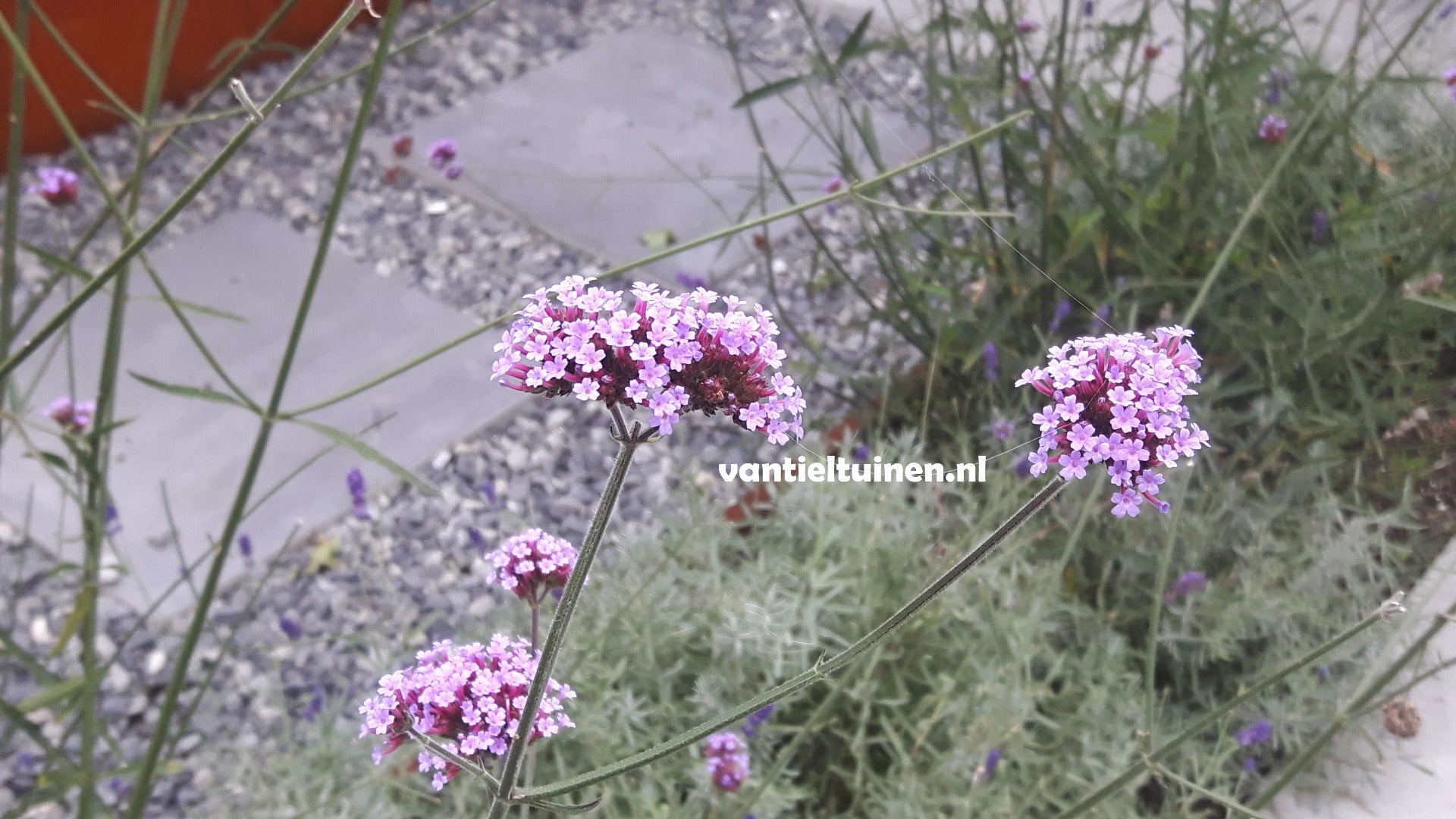 Verbena bonariensis ijzerhard