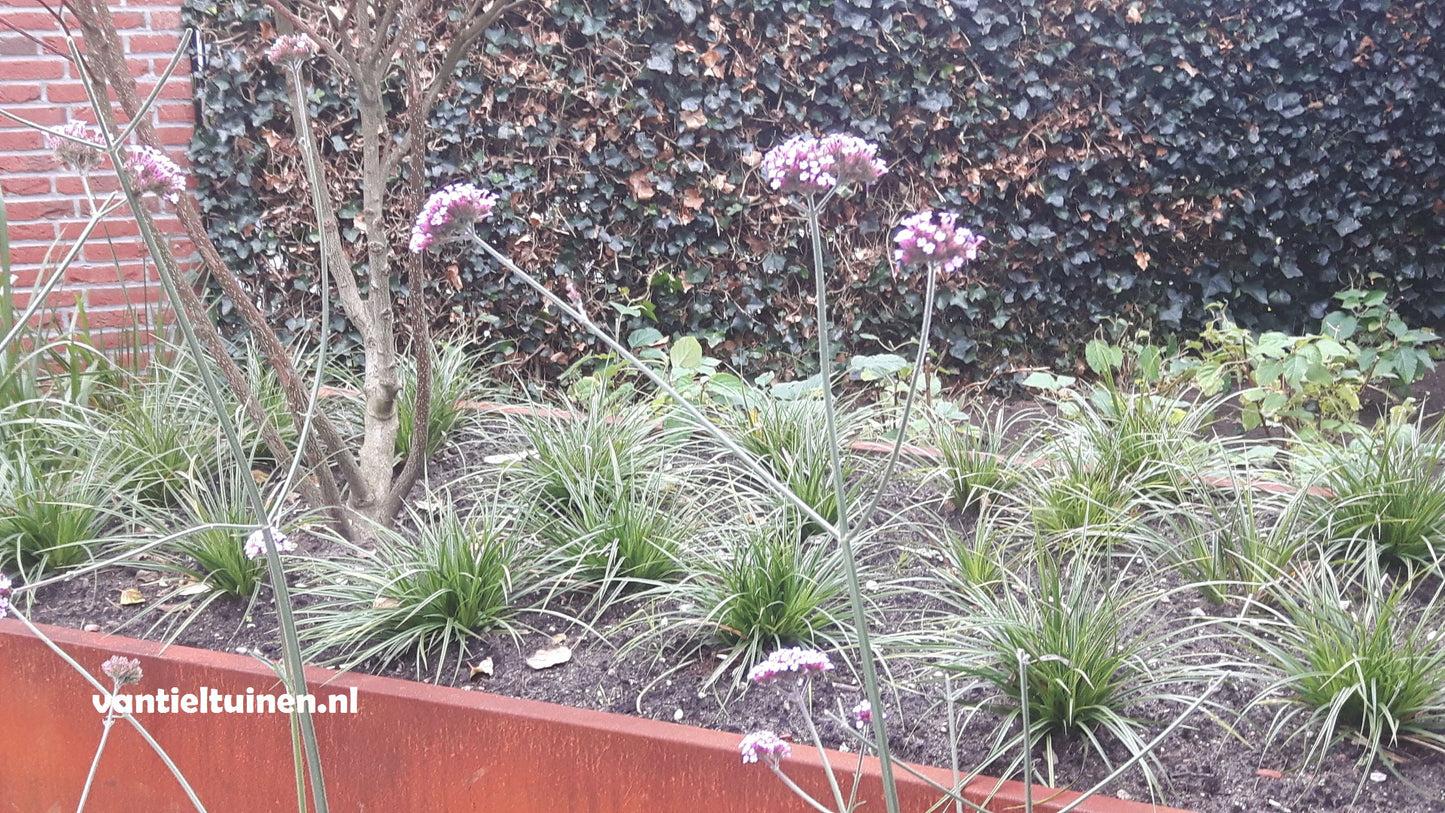 Verbena bonariensis ijzerhard