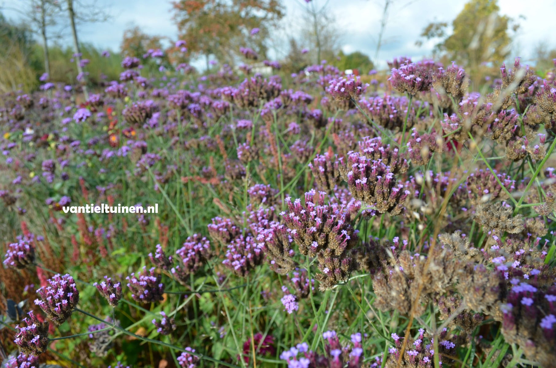 Verbena bonariensis ijzerhard