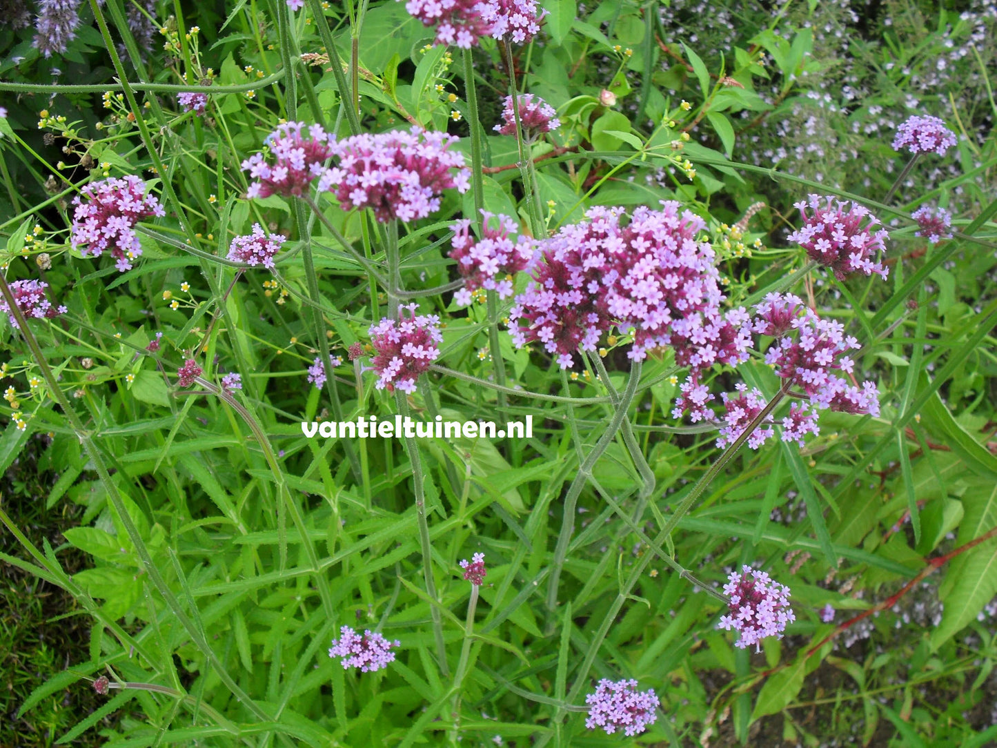 Verbena bonariensis ijzerhard