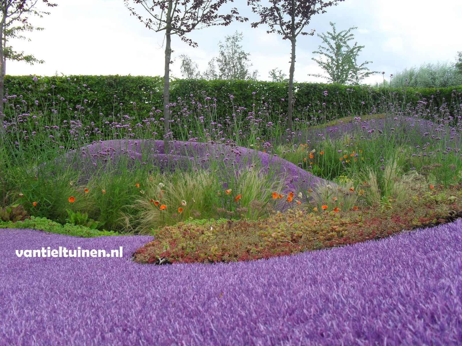 Verbena bonariensis ijzerhard