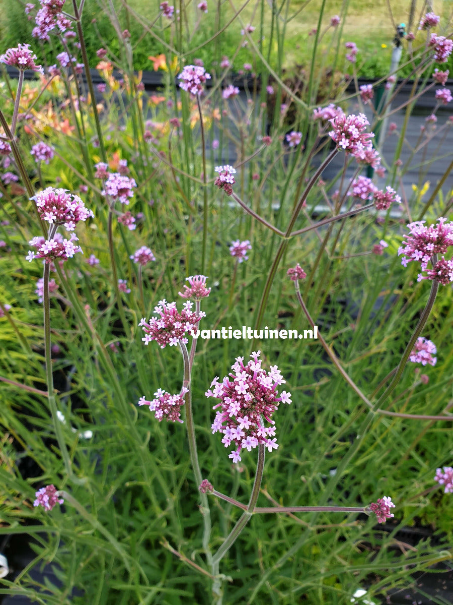 Verbena bonariensis ijzerhard