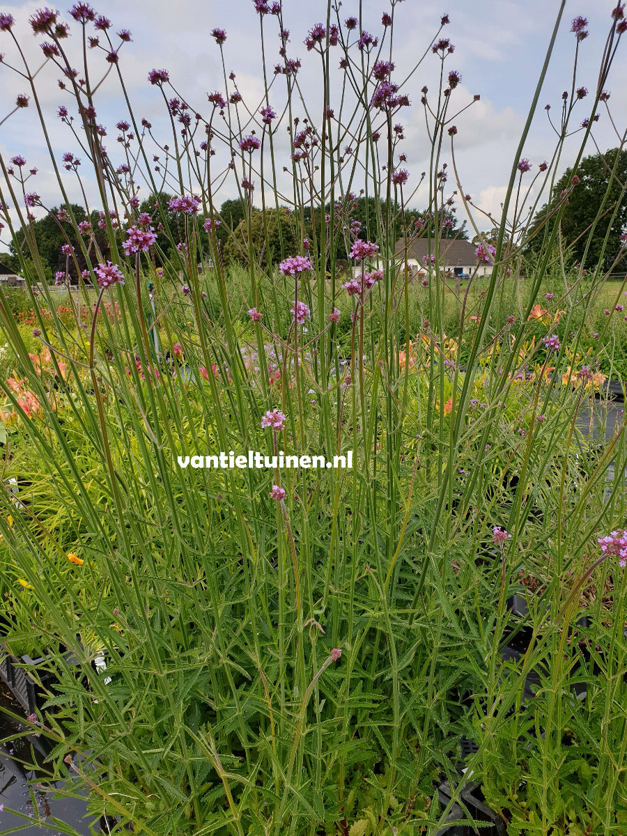 Verbena bonariensis ijzerhard