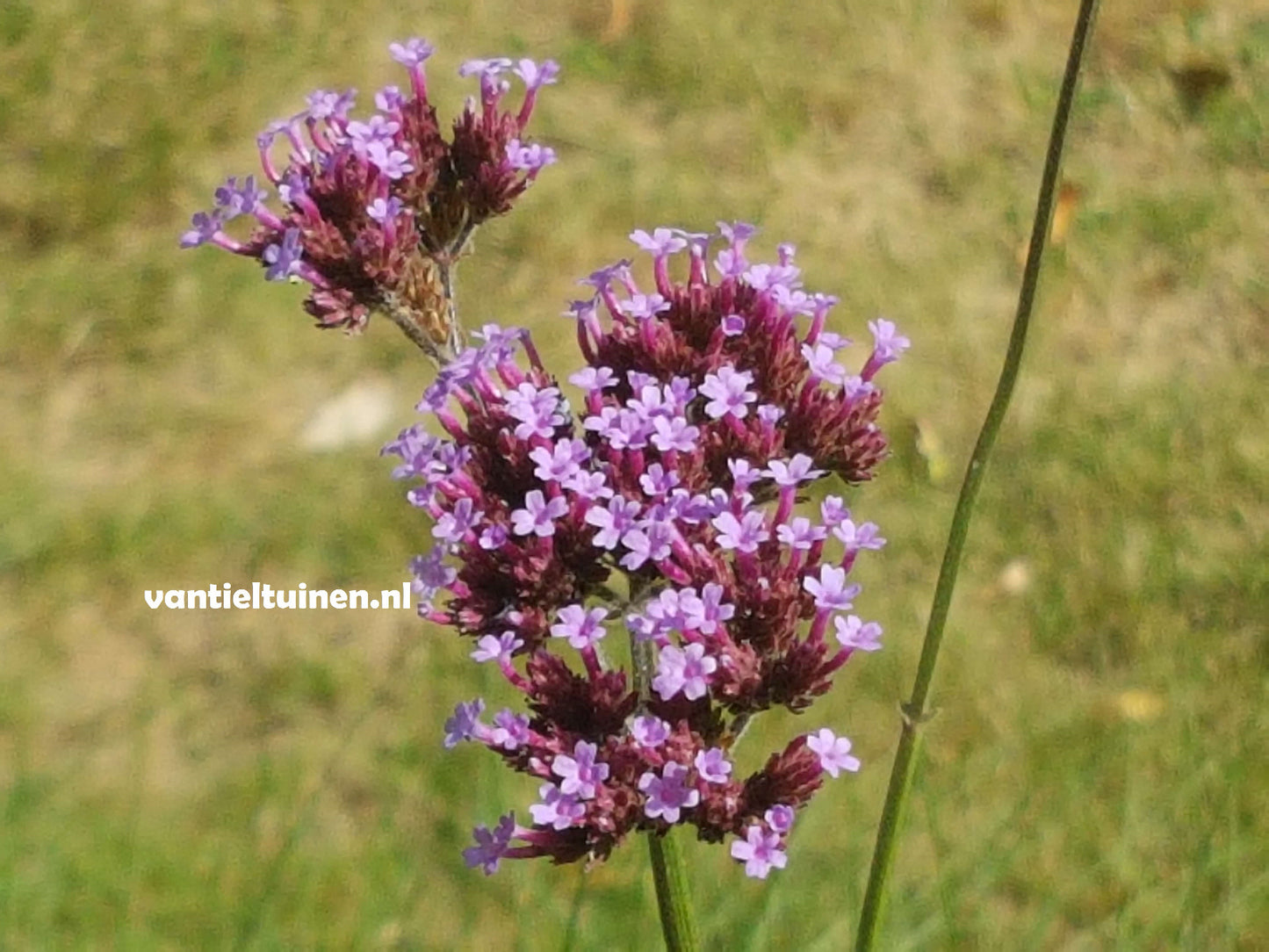 Verbena bonariensis ijzerhard