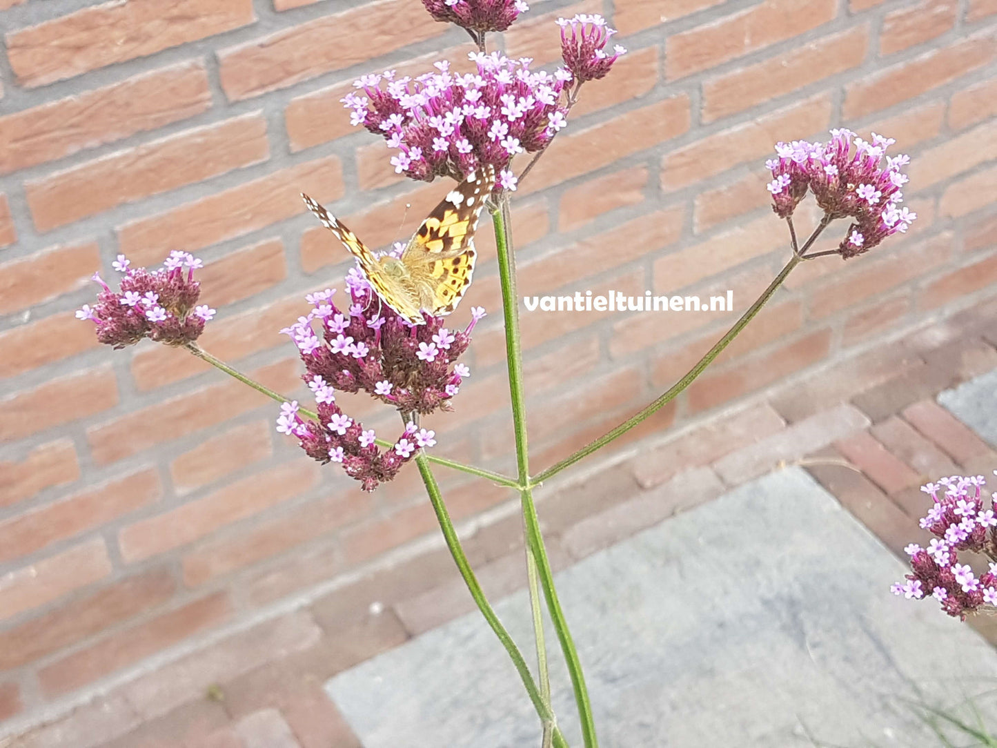 Verbena bonariensis ijzerhard