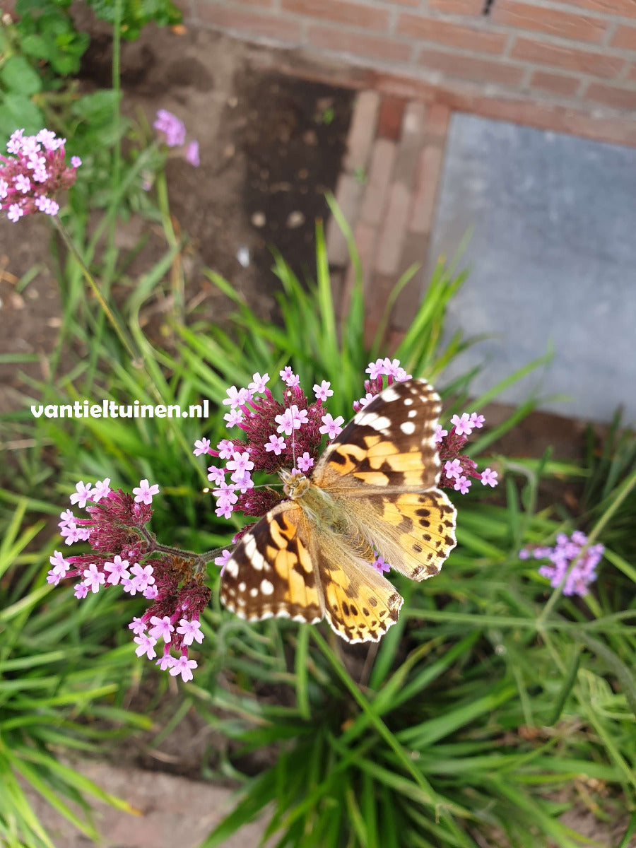 Verbena bonariensis ijzerhard