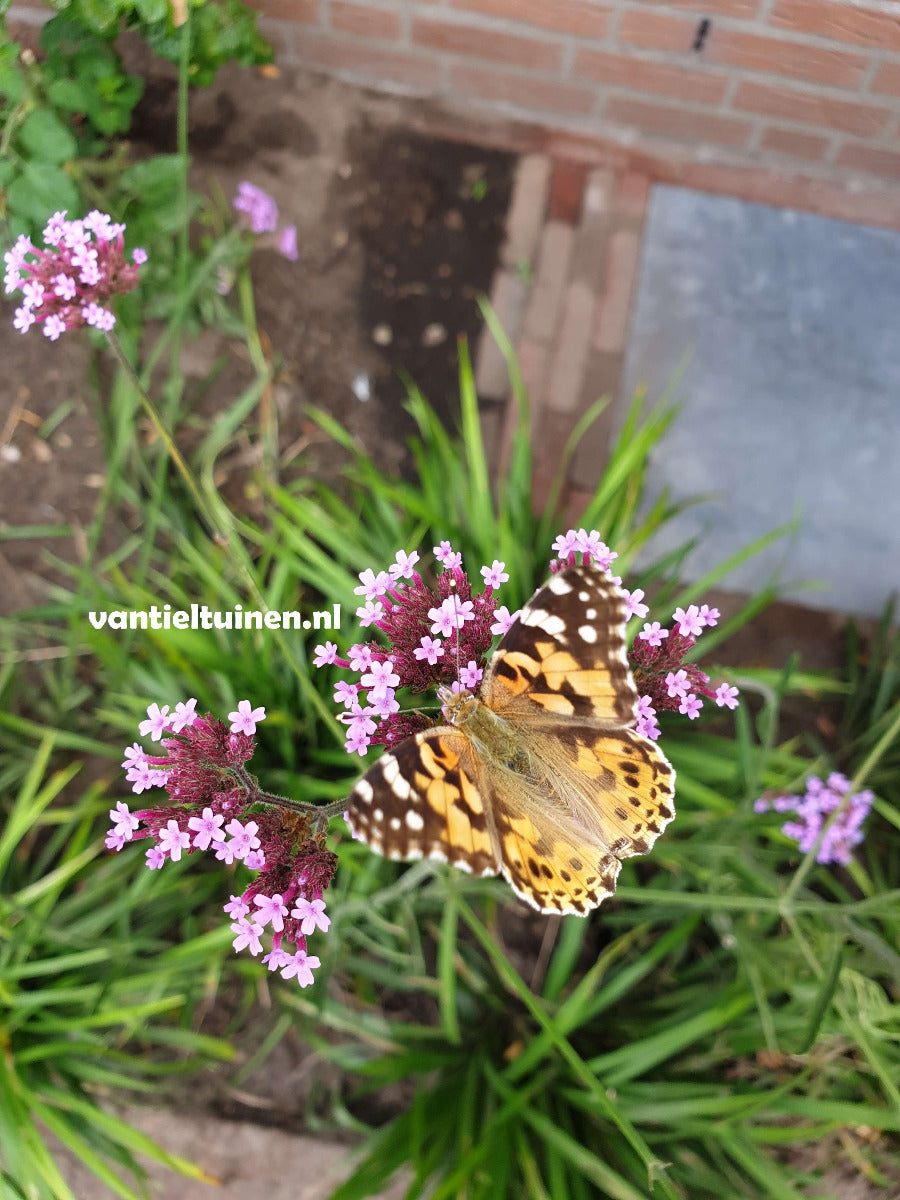 Verbena bonariensis ijzerhard