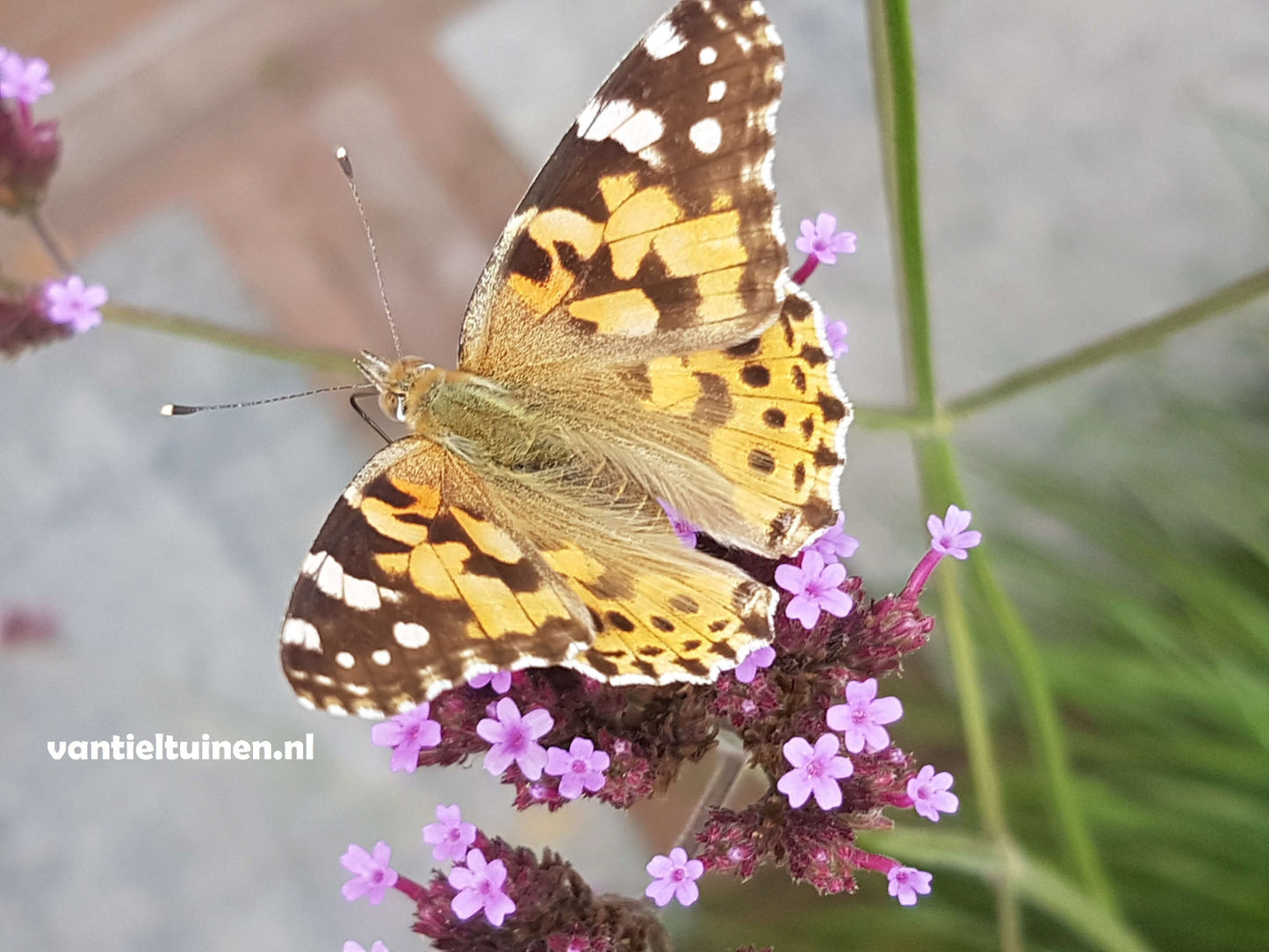 Verbena bonariensis ijzerhard