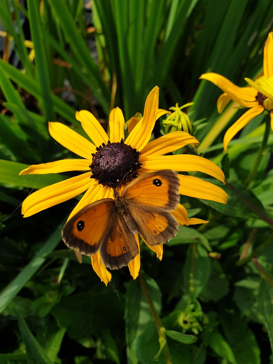 Rudbeckia fulgida 'Goldsturm' Gele zonnehoed