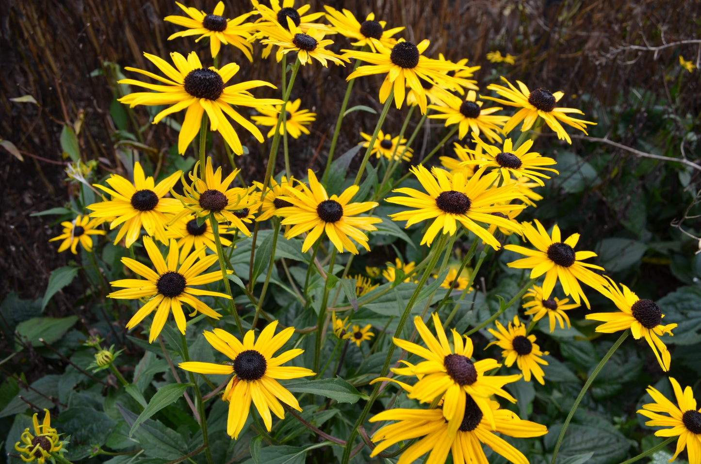 Rudbeckia fulgida 'Goldsturm' Gele zonnehoed