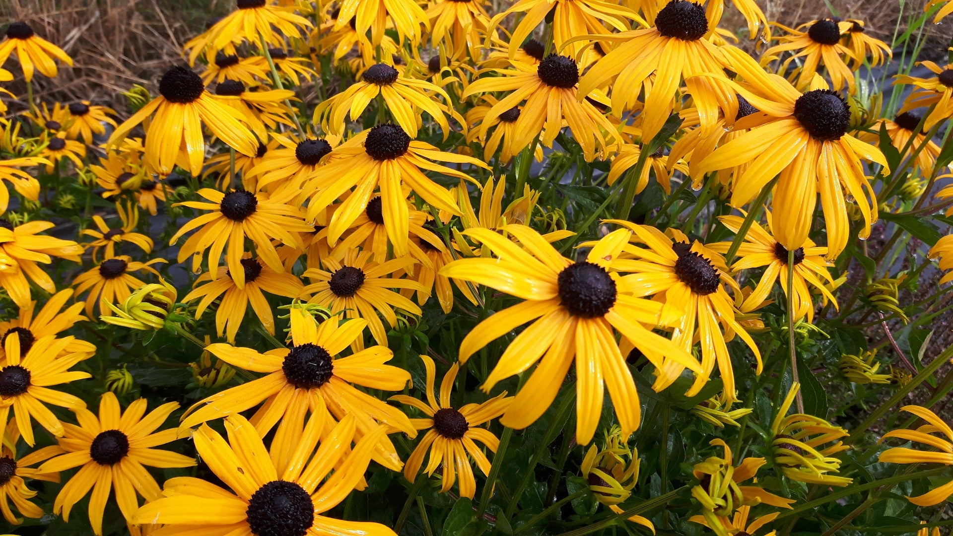 Rudbeckia fulgida 'Goldsturm' Gele zonnehoed