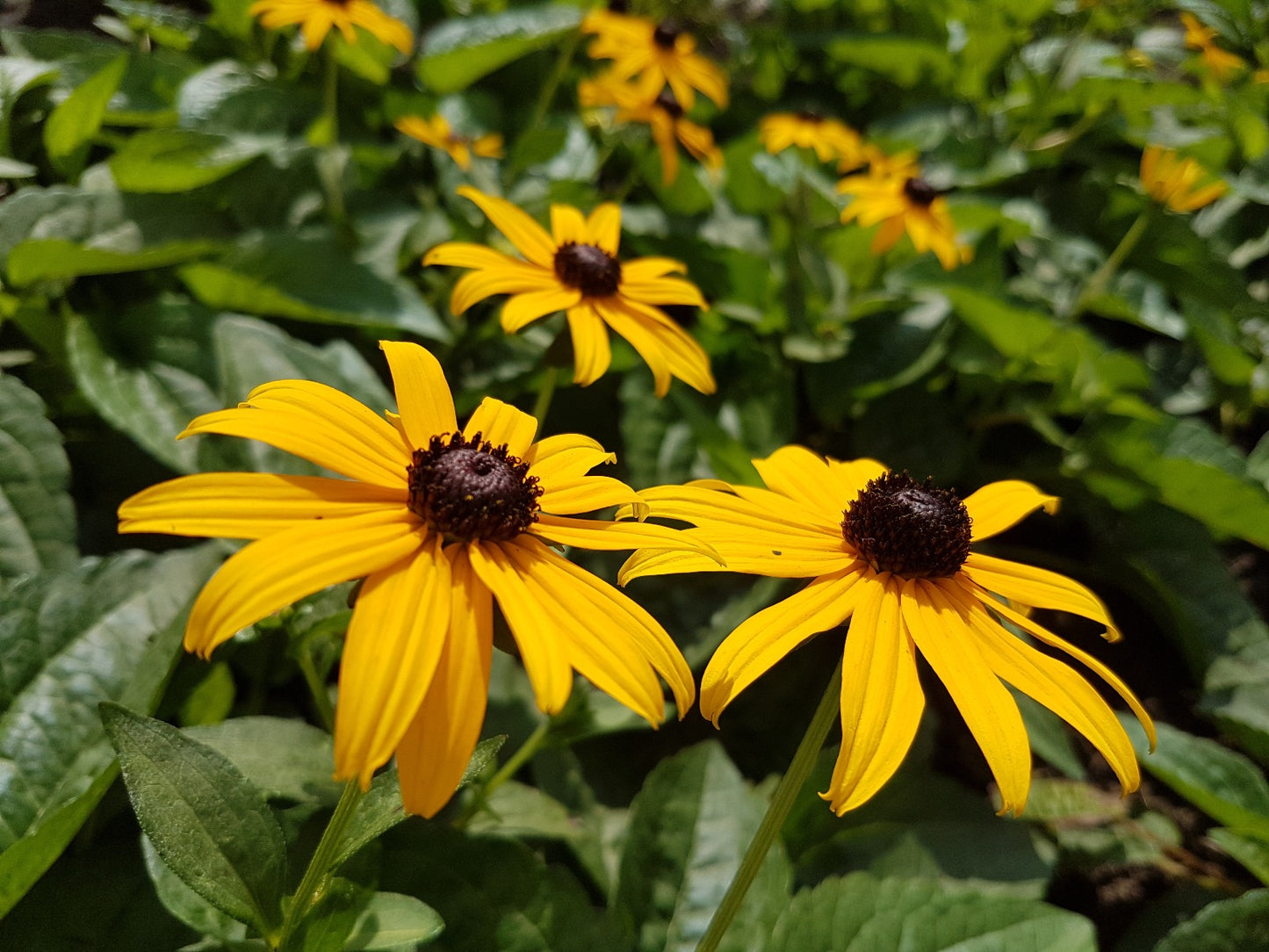 Rudbeckia fulgida 'Goldsturm' Gele zonnehoed