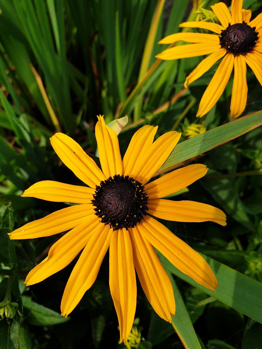 Rudbeckia fulgida 'Goldsturm' Gele zonnehoed