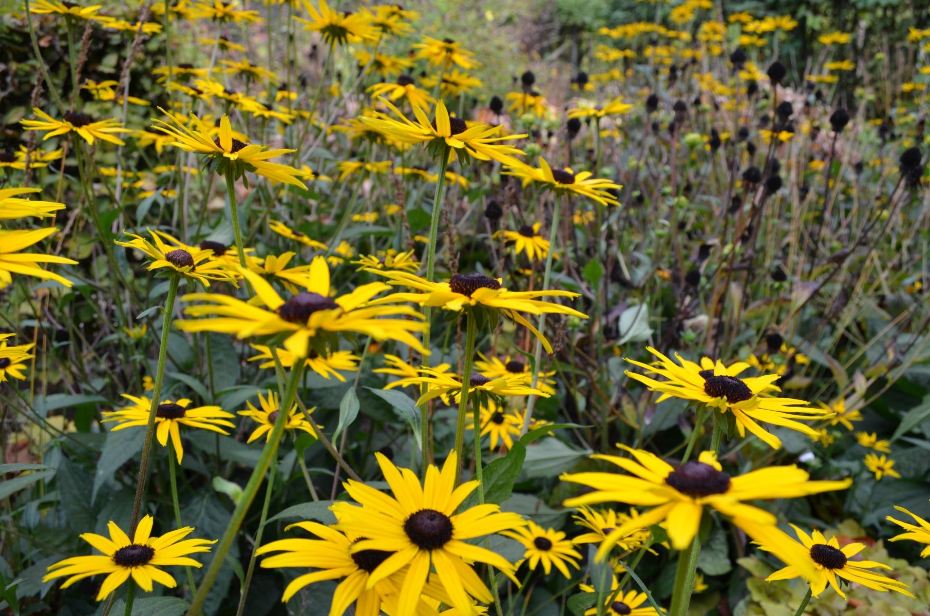 Rudbeckia fulgida 'Goldsturm' Gele zonnehoed