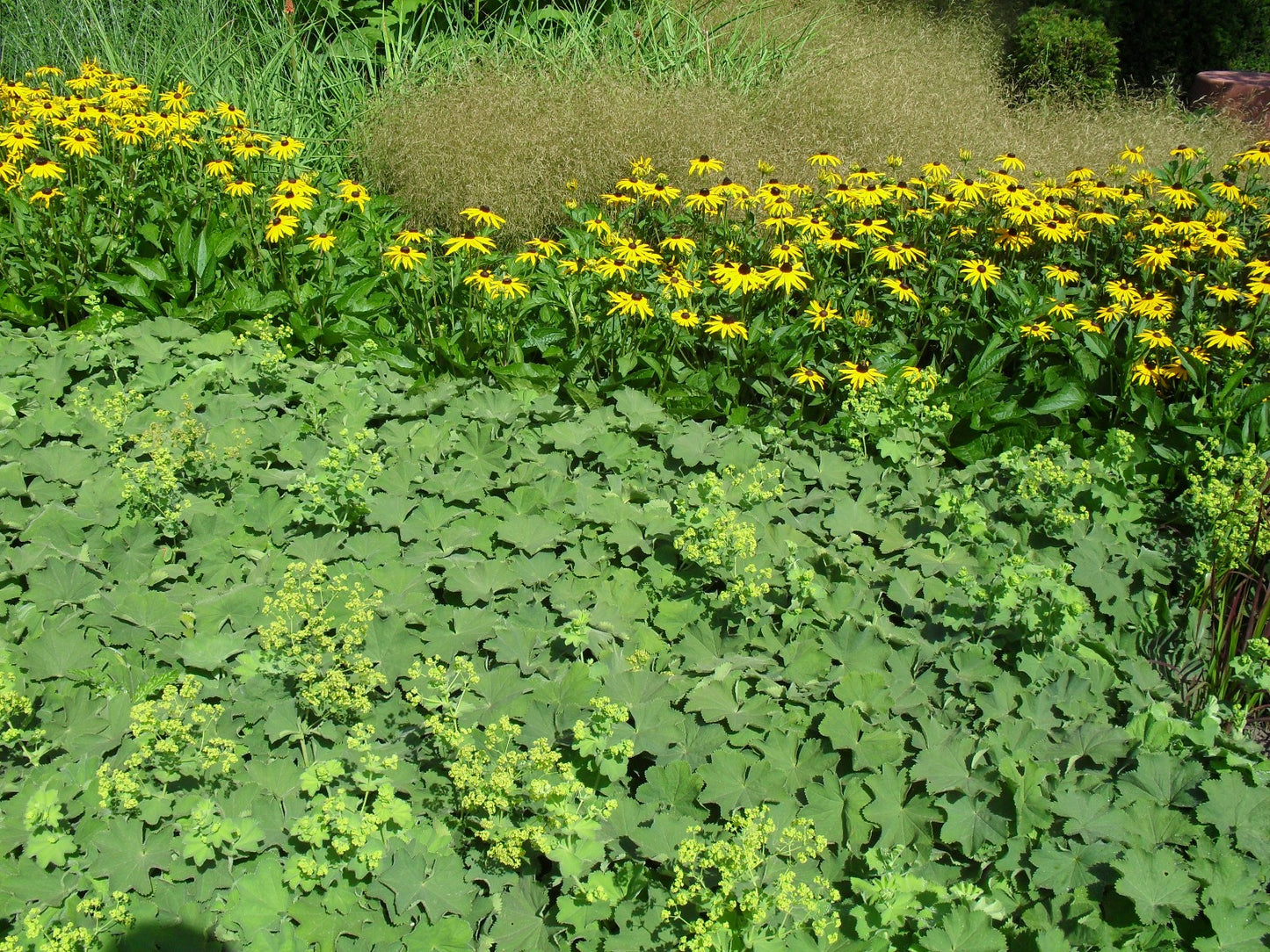 Rudbeckia fulgida 'Goldsturm' Gele zonnehoed