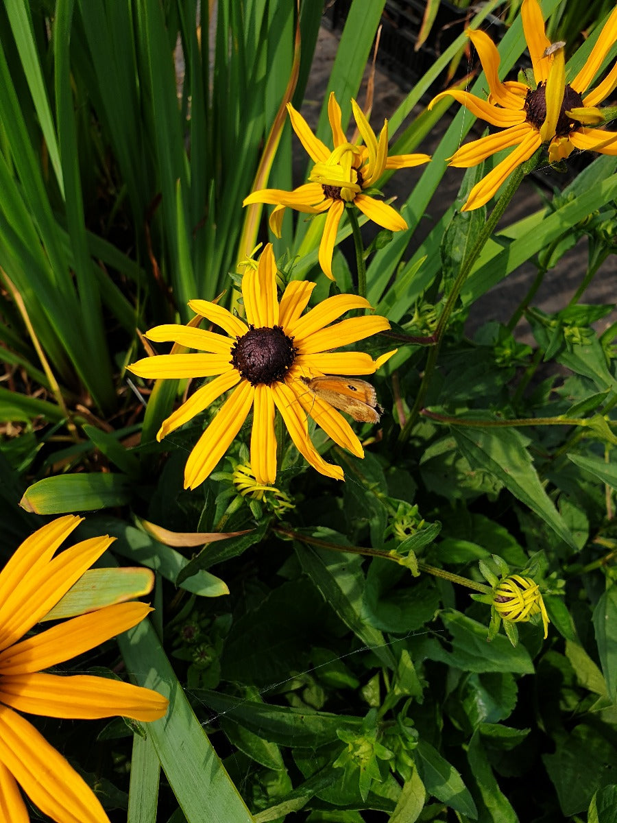 Rudbeckia fulgida 'Goldsturm' Gele zonnehoed